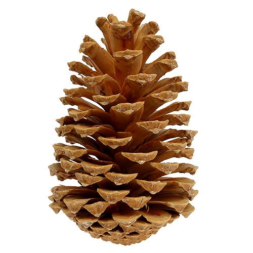 daiktų Maritima kūgiai kremo-vanilės mišinio 5-18cm 25 vnt