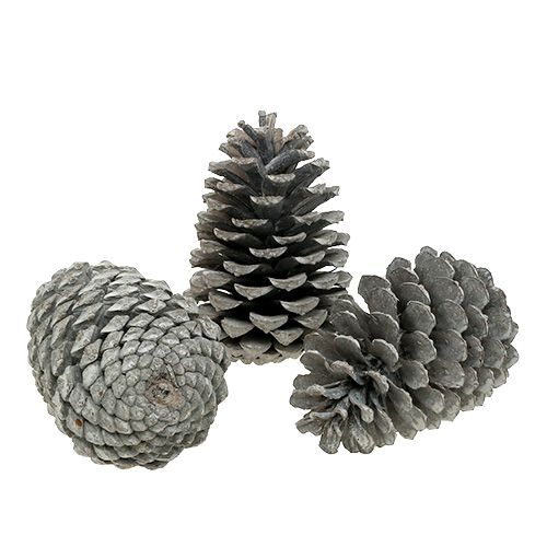 daiktų Maritima kūgiai 10cm - 14cm baltinti 25 vnt