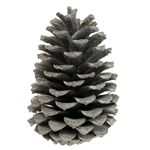 daiktų Maritima kūgiai 10cm - 14cm baltinti 25 vnt