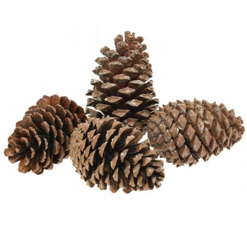 daiktų Maritima kūgiai, gedulinga floristika, Advento puošmena, natūralus produktas H12-15cm Ø6,5-10cm 50 vnt.