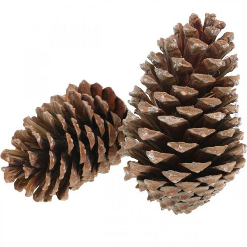 daiktų Maritima kūgiai, gedulinga floristika, Advento puošmena, natūralus produktas H12-15cm Ø6,5-10cm 50 vnt.