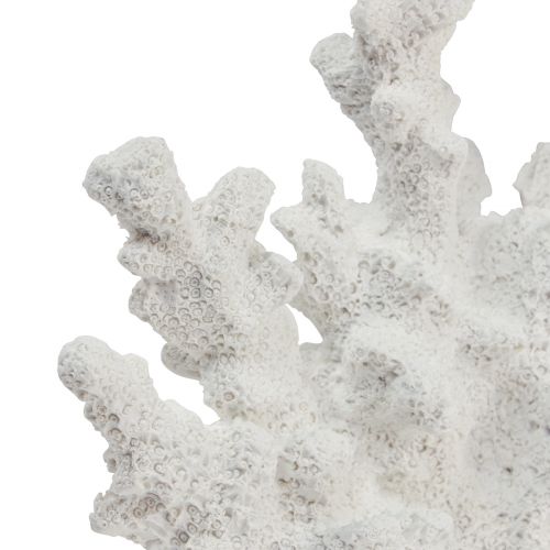 Floristik24 Jūrinė dekoracija koralų polirezino balta 18,5×26cm