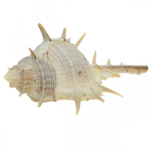 Floristik24 Jūrinė puošmena sraigių kiautai dygliuota sraigė 3-6cm 1kg