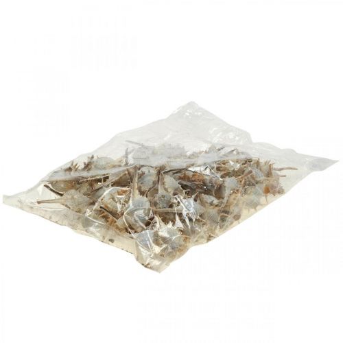 Floristik24 Jūrinė puošmena sraigių kiautai dygliuota sraigė 3-6cm 1kg