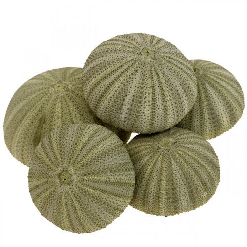 daiktų Maritime Deco Sea Urchin Deco Green Summer Deco Ø5-6cm 17psl