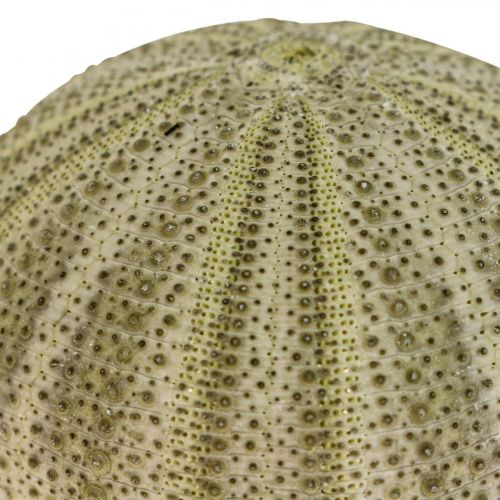 daiktų Jūrinė apdaila jūros ežių dekoracija žalia vasaros dekoracija Ø5-6cm 17 vnt