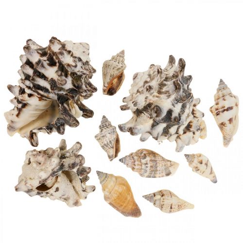 Maritime Deco sraigių kiautai Deco Sea Sraig 400g