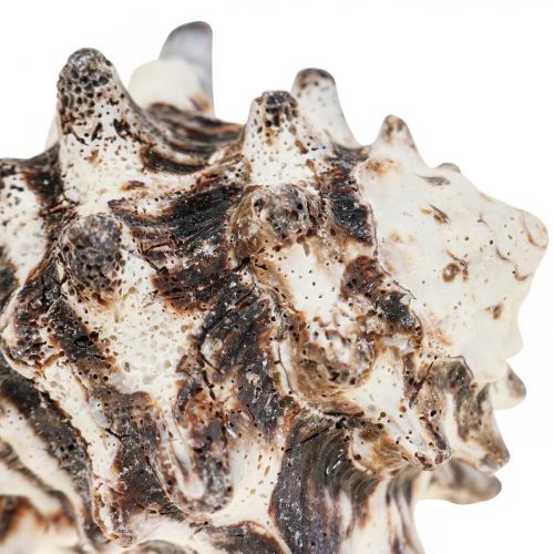 Floristik24 Maritime Deco sraigių kiautai Deco Sea Sraig 400g