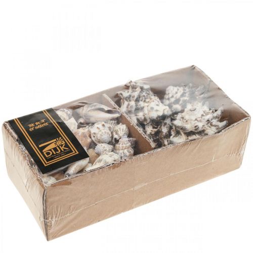 Floristik24 Maritime Deco sraigių kiautai Deco Sea Sraig 400g