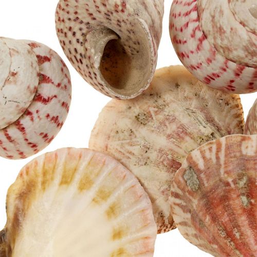 Floristik24 Jūrinė dekoracija tikri kiautai sraigių kriauklių dekoracija 700g
