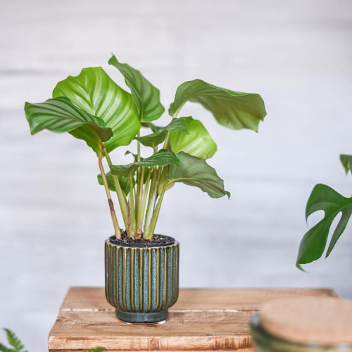 Floristik24 Mini gėlių vazonas, keraminė vazonėlis, gofruotas vazonas žalias, rudas Ø8cm H8,5cm