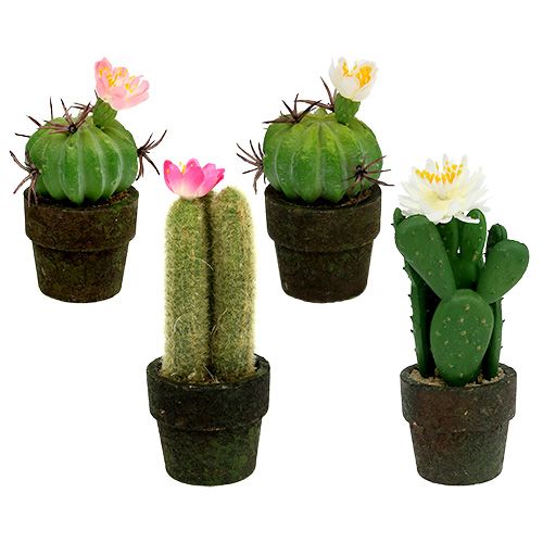 Floristik24 Mini kaktusas su gėlėmis H9-12cm 4vnt