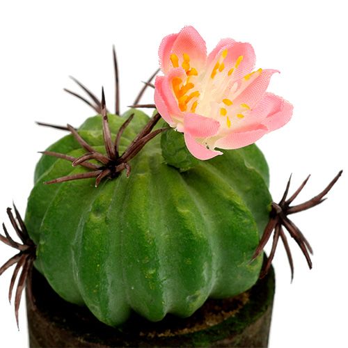 Floristik24 Mini kaktusas su gėlėmis H9-12cm 4vnt