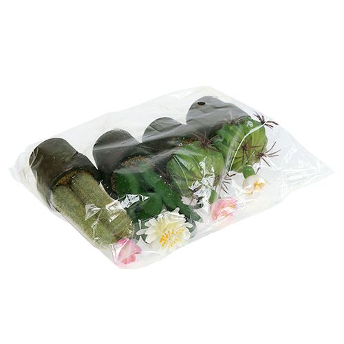 Floristik24 Mini kaktusas su gėlėmis H9-12cm 4vnt