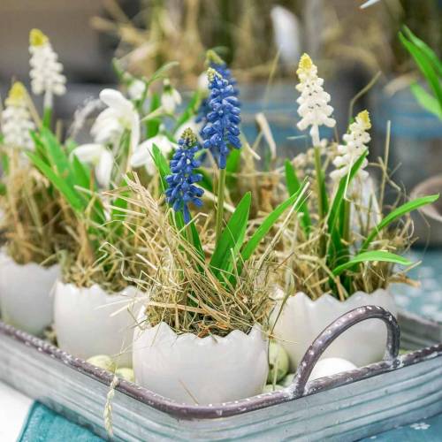 Floristik24 Mini augalų vazonas kiaušinio lukštas baltas Ø8cm H7cm 4vnt