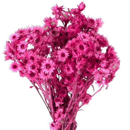 Floristik24 Mini šiaudinė gėlė Rožinė džiovinta gėlė Akmeninė gėlė H20cm 15g
