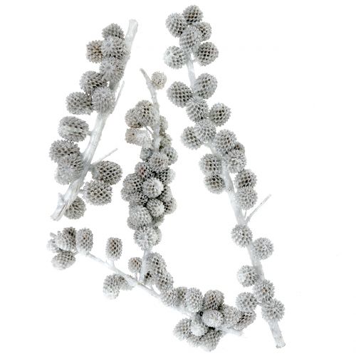 Floristik24 Casuarina spurgai ant šakos baltai pilkai vaškuoti 250g