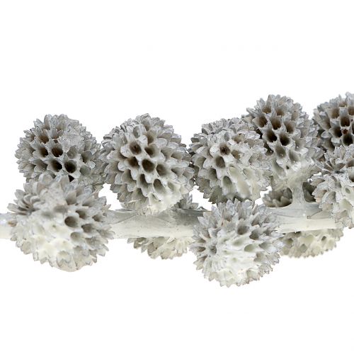 Floristik24 Casuarina spurgai ant šakos baltai pilkai vaškuoti 250g