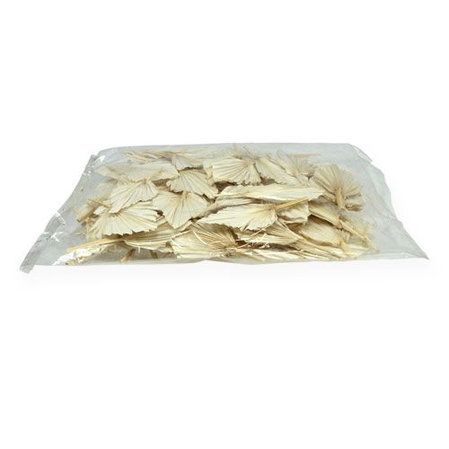 Floristik24 Palminis ietis mini trumpas balintas 50 vnt