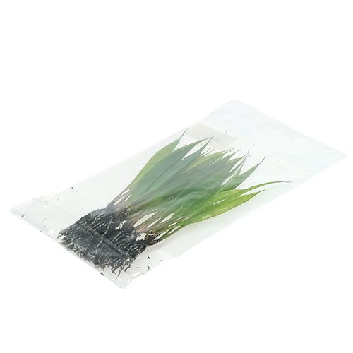 Floristik24 Mini žolė su šaknimis 18cm žalia 6vnt