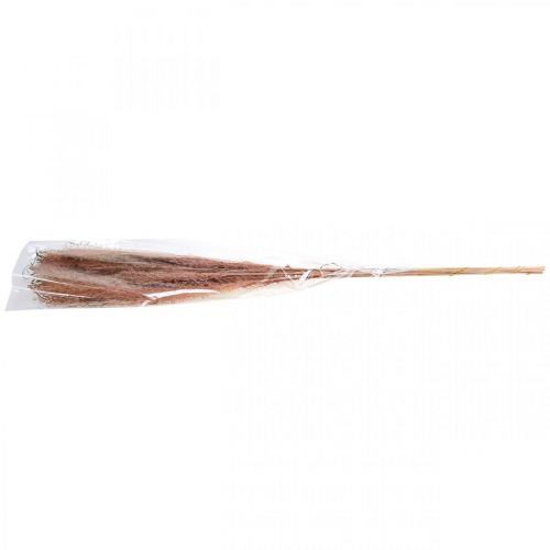 daiktų Sausos žolės ilga rožinė plunksna žolė dekoratyvinė Miscanthus 75cm 10 vnt