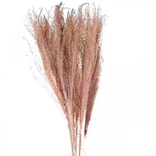 Floristik24 Sausos žolės ilga rožinė plunksna žolė deco Miscanthus 75cm 10vnt