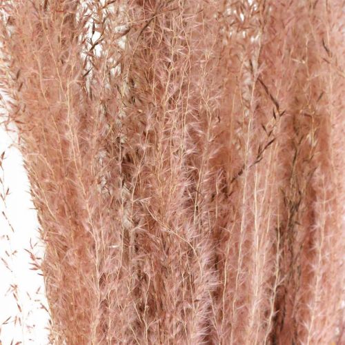 daiktų Sausos žolės ilga rožinė plunksna žolė dekoratyvinė Miscanthus 75cm 10 vnt