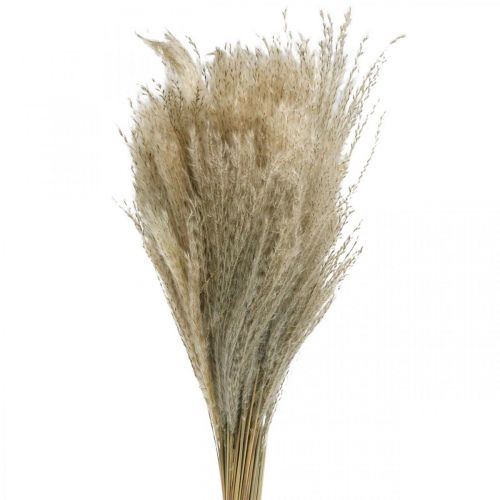 Floristik24 Sausa žolė Miscanthus 55-75cm plunksnų žolė natūrali 100 vnt