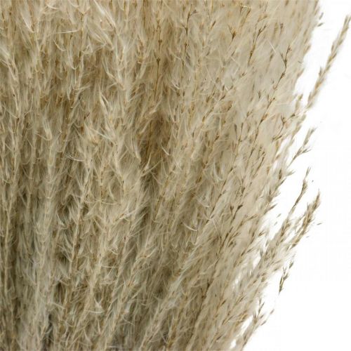 daiktų Sausa žolė Miscanthus 55-75cm plunksnų žolė natūrali 100 vnt