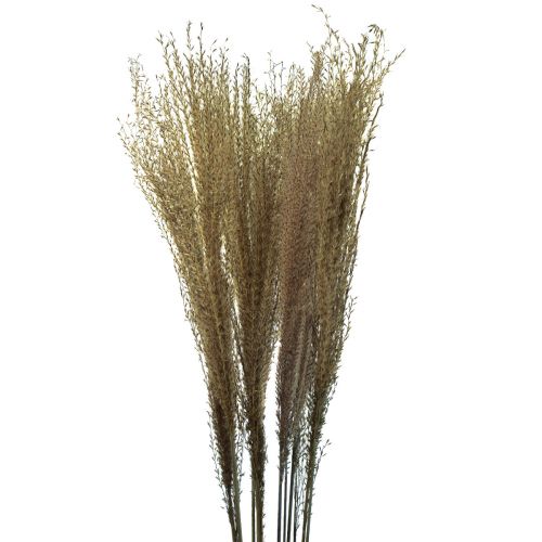 daiktų Miscanthus Kininės nendrinės sausos žolės sausa dekoracija 75cm 10vnt