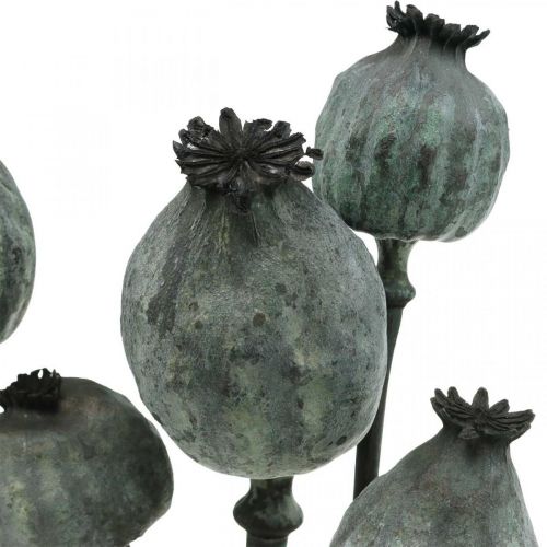 daiktų Aguonų kapsulės juodos spalvos sausų floristinių aguonų dekoravimas 50-60cm 5 vnt