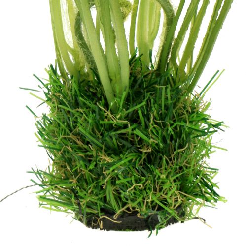 daiktų Aguonos baltos žolėje 23cm