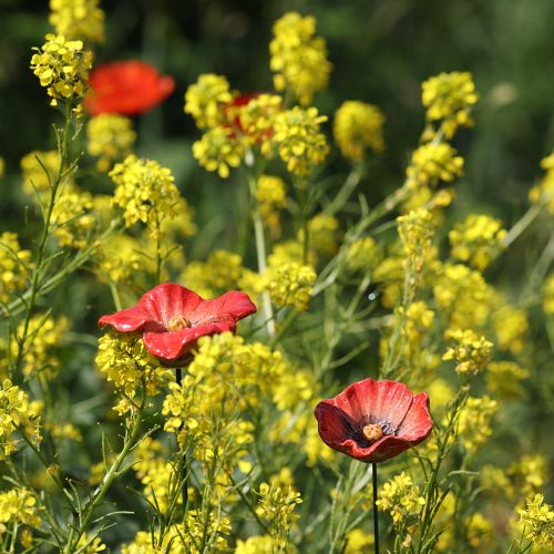 daiktų Sodo kuolas aguonos formos keramikinis, neįprasto dizaino gėlynams, 52 cm, 2 vnt.