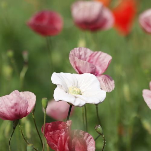 daiktų Aguonos kuolas, keraminė gėlė, su meile detalizuota, elegantiškiems sodo akcentams, 42 cm, 4 vnt.