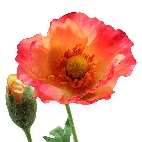 Floristik24 Dirbtinė aguona rožinė, geltona 74cm