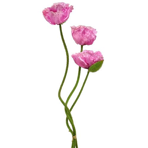 Floristik24 Aguonos rožinės 59cm - 75cm 3 vnt