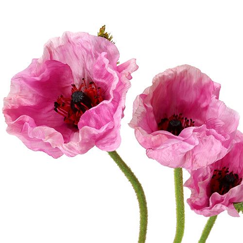 daiktų Aguonos rožinės 59cm - 75cm 3 vnt