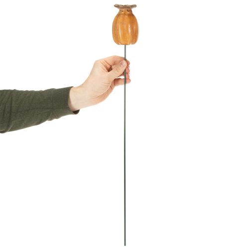 daiktų Aguonų ankštis sodui, gėlynui ar balkonui, 60 cm, 2 vnt.