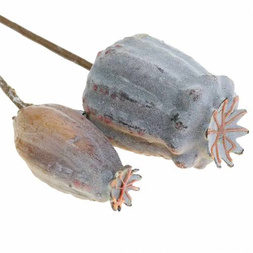 Floristik24 Dirbtinių aguonų kapsulės geltonos, rudos 6vnt