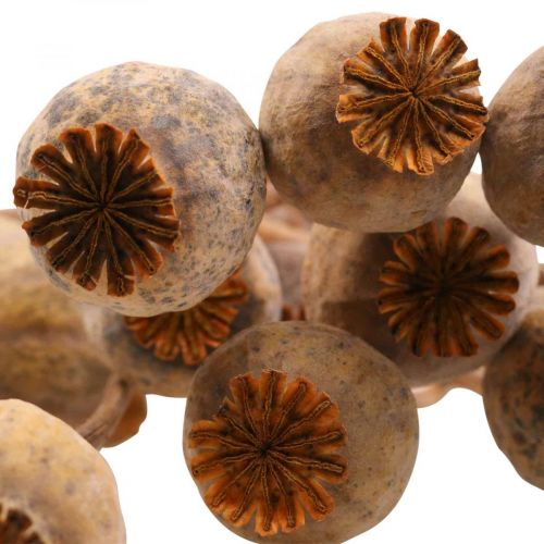 Floristik24 Aguonų kapsulė Deco Aguonų Papaver Oranžinės džiovintos gėlės 70g