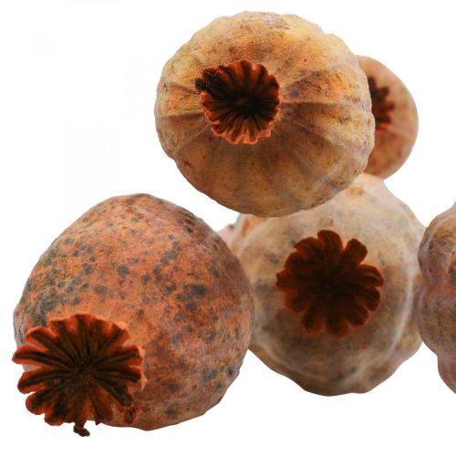 Floristik24 Aguonų kapsulė didelė Papaver džiovintų dekoratyvinių aguonų apelsinų 5 vnt