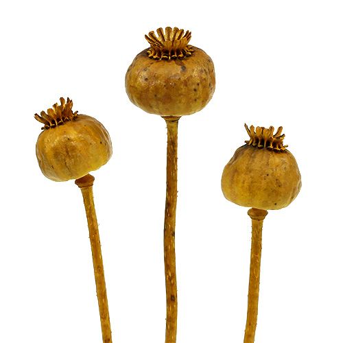 Floristik24 Geltonos spalvos aguonų galvutės 100 vnt