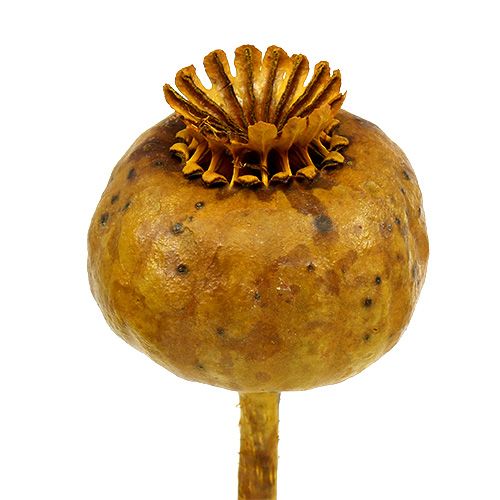 Floristik24 Geltonos spalvos aguonų galvutės 100 vnt