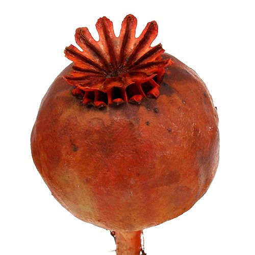 Floristik24 Aguonų galvutės oranžinės spalvos 100 vnt