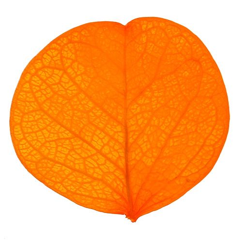 Floristik24 Moneta Abrikosų lapai 50g