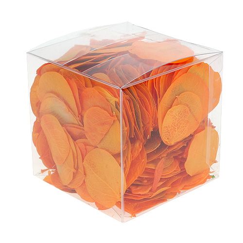 Floristik24 Moneta Abrikosų lapai 50g