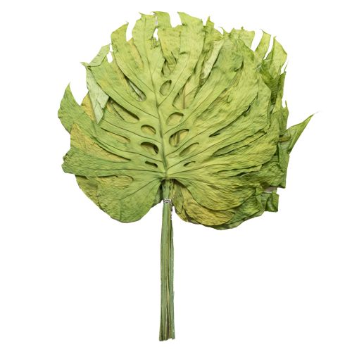 Džiovinti monsteros lapų dekoratyviniai langų lapai, aukštis 50 cm, 5 vnt.