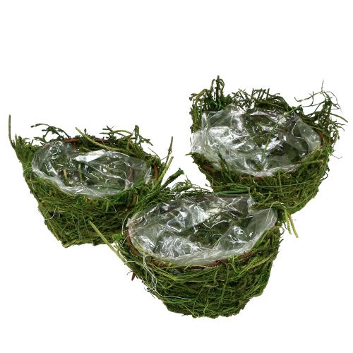 Floristik24 Samanų dubuo žalias Ø11cm H6,5cm - 7,5cm 5vnt