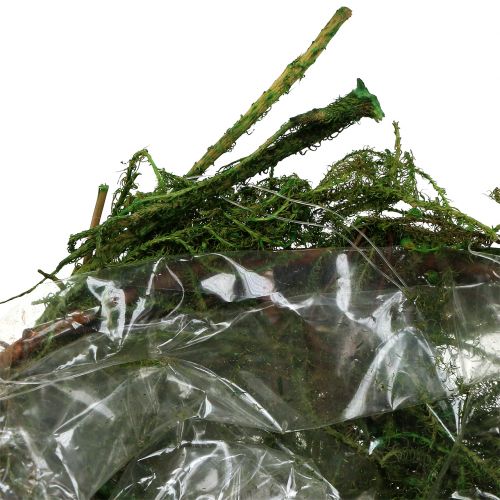 Floristik24 Samanų dubuo žalias Ø11cm H6,5cm - 7,5cm 5vnt
