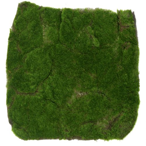 Floristik24 Samanų kilimėlis žalias 35cm x 35cm